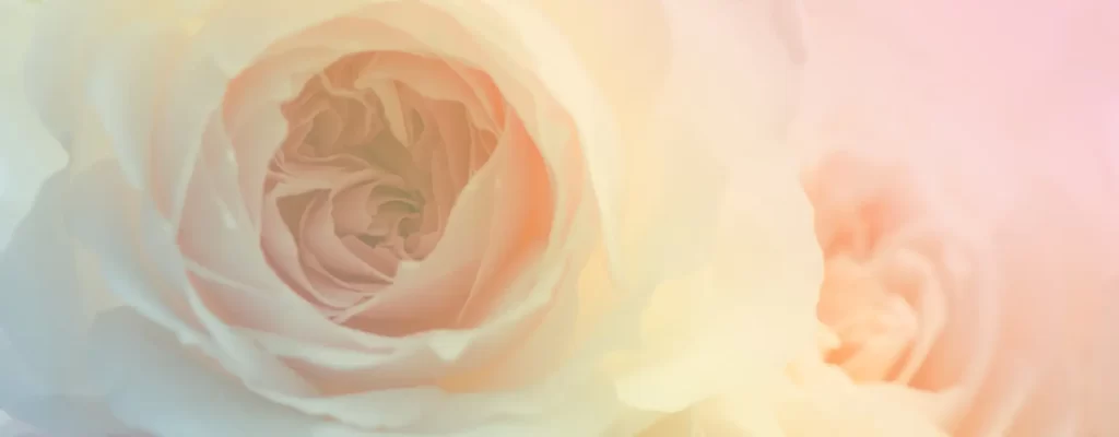Imersão das Rosas